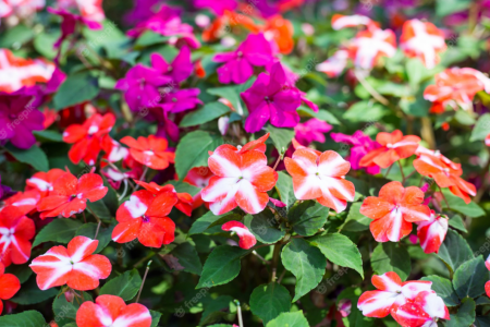 impatiens-walleriana-freepik-webp